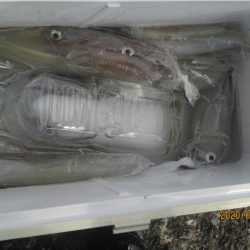 ヤリイカ　20～35杯　釣れたよ(^O^)／